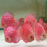 Red Checkerboard Discus (4.5-5")